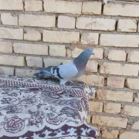فروش کفترپر