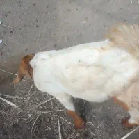 کهره نرسالم وزبل وسرحال وچاق