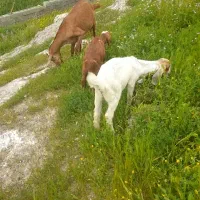 شهرستان لنده