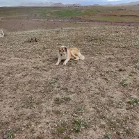 سگ کله|سگ|خواف, |دیوار