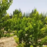 باغ خوش قیمت زیر قیمت بازار