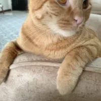 گربه گمشده