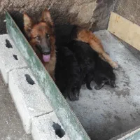 سگ ژرمن