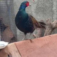 تخم مرغ نطفه دار زینتی