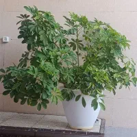 گل وگلدان