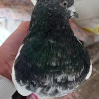 کبوتر یا کفتر کله دار