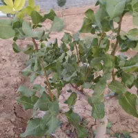 پیوند درخت پسته و ...