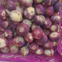 انجیر تازه تازه