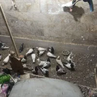 کفتر|پرنده|مشهد, هنرور|دیوار