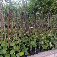 نهال کیوی هایوارد طلایی