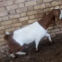 بز پاکستانی