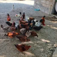 فروش ۱۰ قطعه خروس