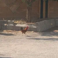 ۲عدد خروس لری مخصوص داشت سربریدن به علت نداشتن جا