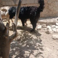 فروش یک سگ قدرجونی یه ساله گله ای