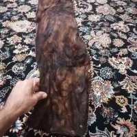 زنگوله شیرو خورشید