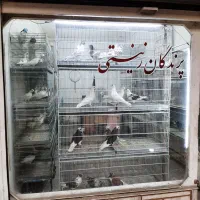 کبوتر خوی