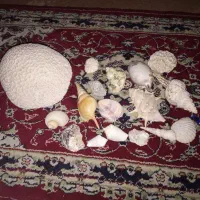 سنگ آکواریوم وتزیینی