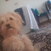 سگ شیتزو تریر ماه معاوضه طوطی منگو