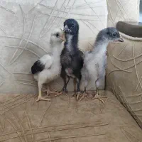 جوجه لاری