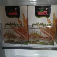 جوانه گندم
