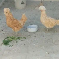 مرغ