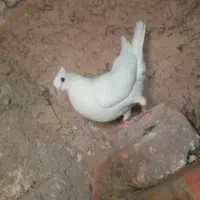 کبوتر