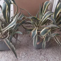 گل آگاو ابلق