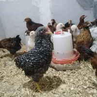 جوجه گلپایگانی 70 روزه