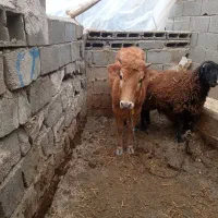 گوساله برای کشتار
