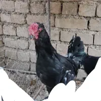 خروس گلین