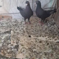 کفتر