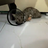 واگذاری گربه رایگان