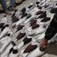 انواع مجسمه گچی