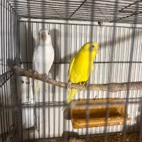 تعداد مرغ عشق خوش رنگ