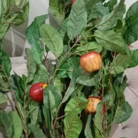 دو بوته درخت هلو و سیب قرمز.شاخه گلها فقط۱۰۰تومن