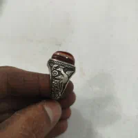 انگشتر باباقوری زنده