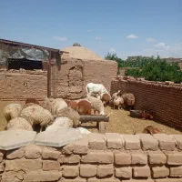 خر،گله