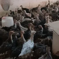 بوقلمون ۴۰ روزه فقط عمده
