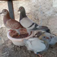 پلاکی المانی مسافتی چاپی