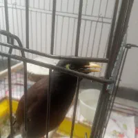 مرغ مینا سخنگو