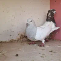 کفتر،کبوتر