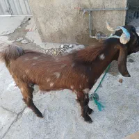 کهره نر