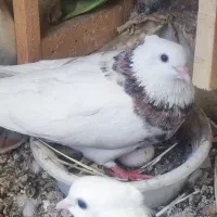 طوقی کفتر کبوتر جفت