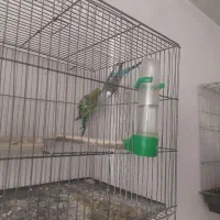 مرغ عشق با جوجه