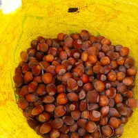 فروش فندوق