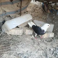 نرعطیقه