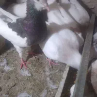 کبوتر طوقی هفترنگ
