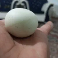 سنگ آسیاب اصل معاوضه بانقره یا طلای مستعمل هم دارم