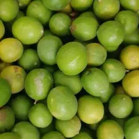 لیمو تازه آبدار