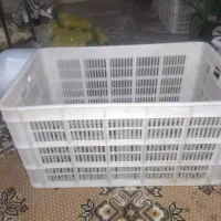 سبد گوجه